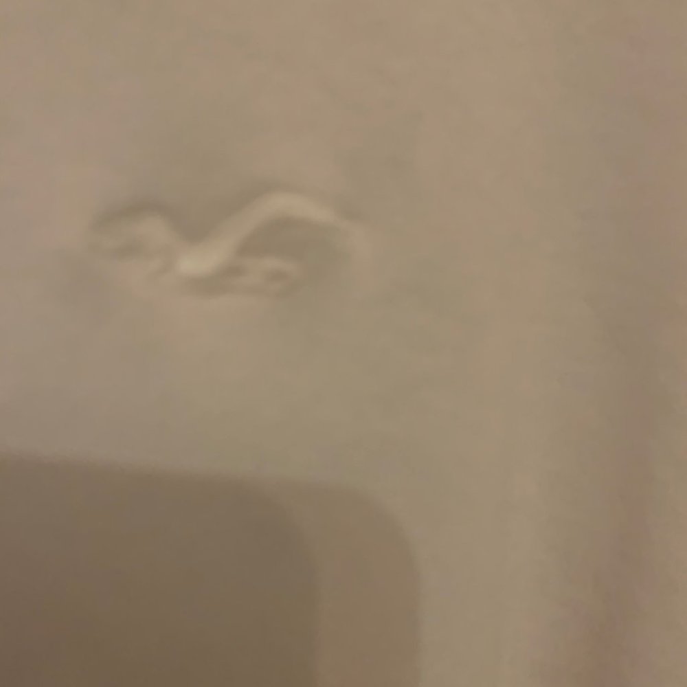 White Hollister Hoodie